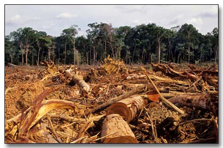 Resultado de imagen para deforestacion de la selva lacandona
