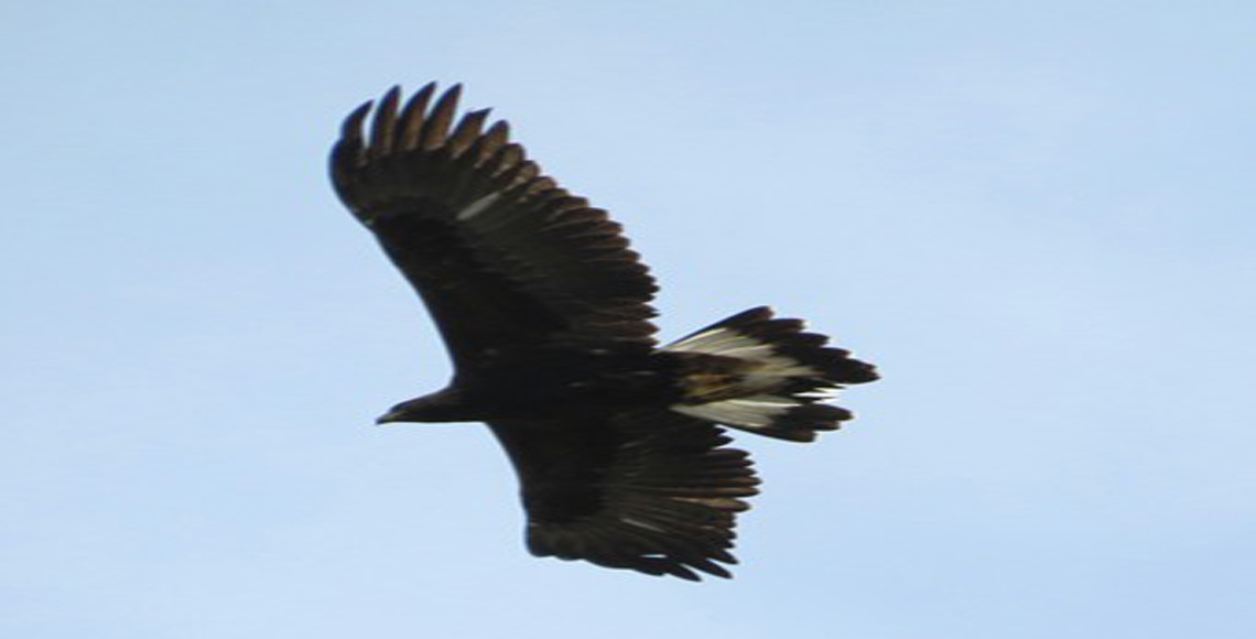 Registra CONANP, familia de águila real en Tehuacán Cuicatlán