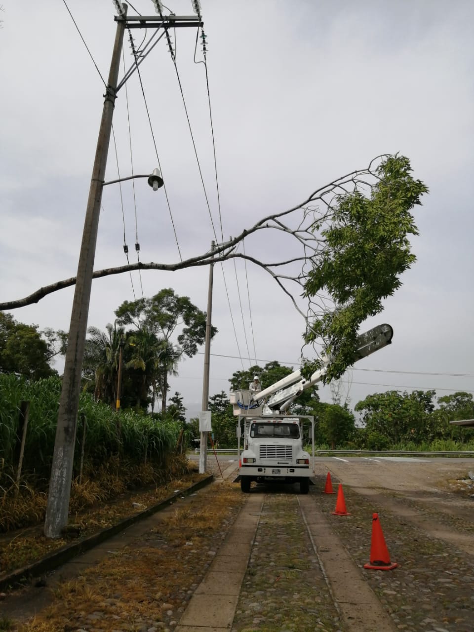 PC y CFE coordinan acciones para retirar árbol de cableado eléctrico