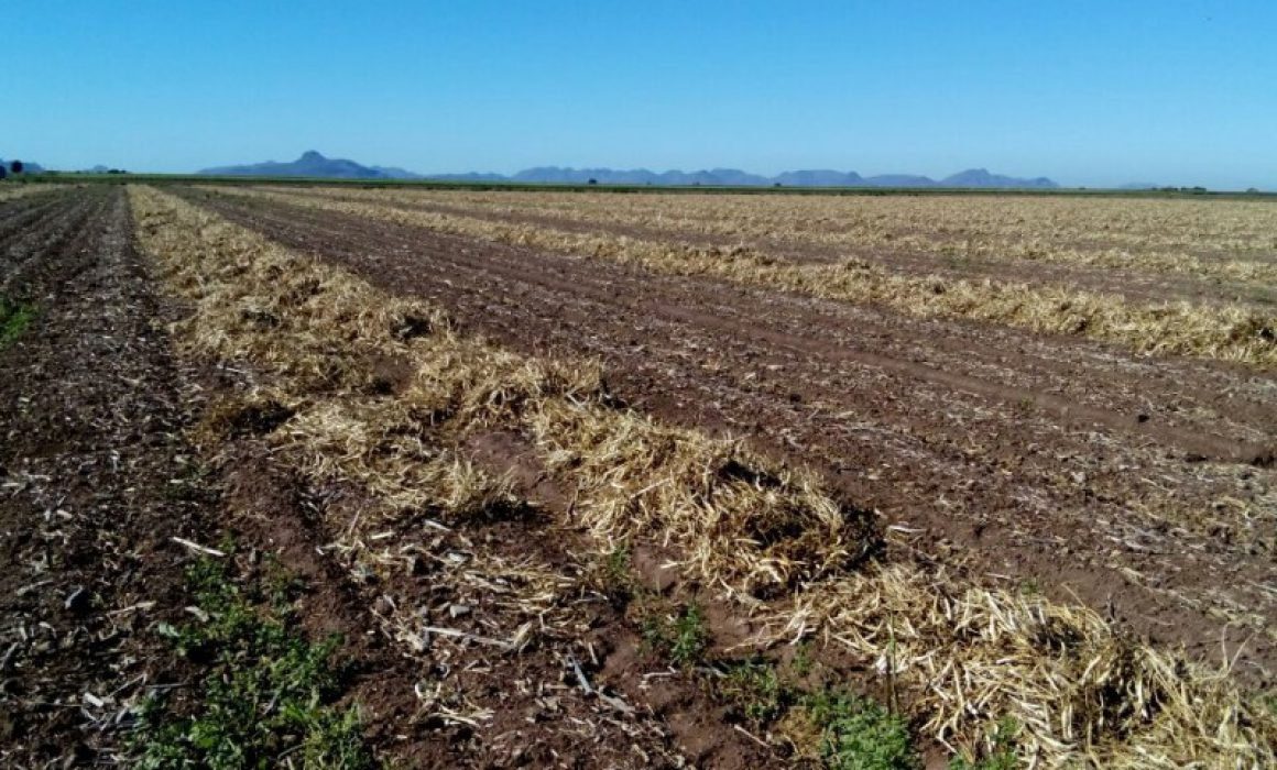 Sequía Acabó Con 35 Mil Hectáreas De Cultivo En Slp