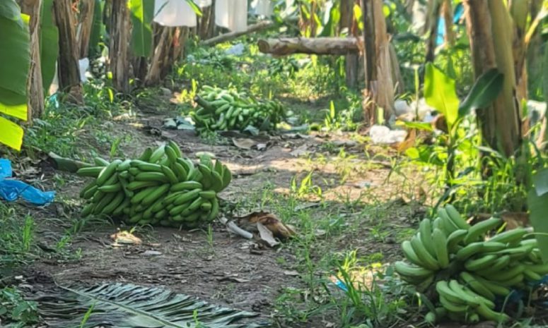 Tumbará Coahuayana más de 12 mil 500 toneladas de plátanos canelos