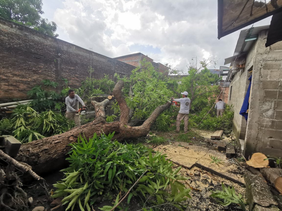 Para evitar accidentes en la ciudad PC Tapachula continúa podando árboles
