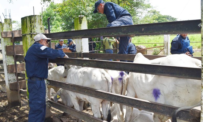 Aumenta a 15 chiapanecos infectados por miasis del gusano barrenador