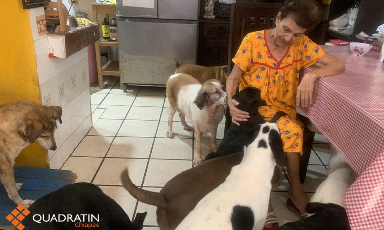 «Mi preocupación es que ellos se queden sin mí»: rescatista de perros