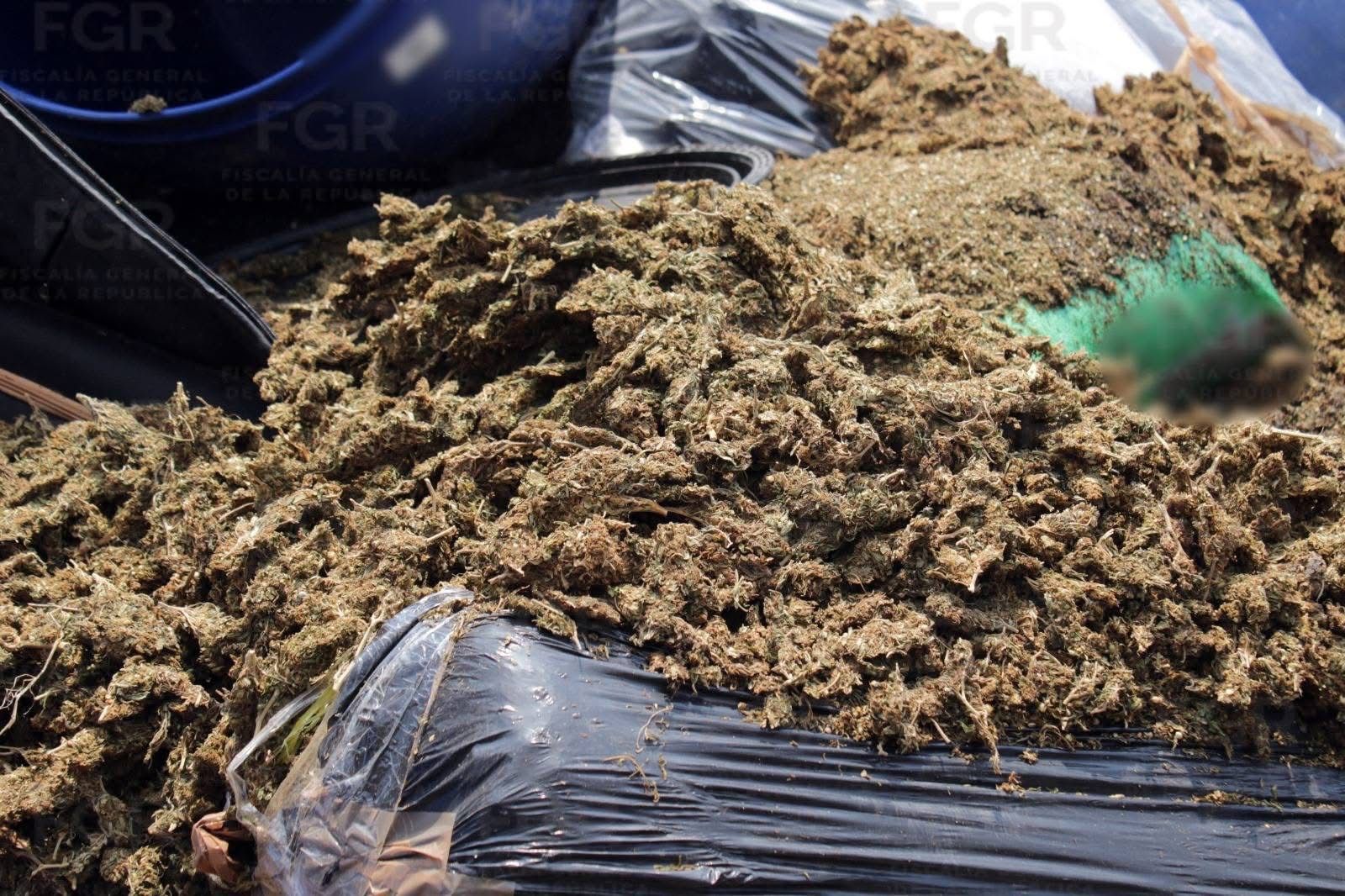 La FGR destruye media tonelada de droga decomisada en Chiapas ...