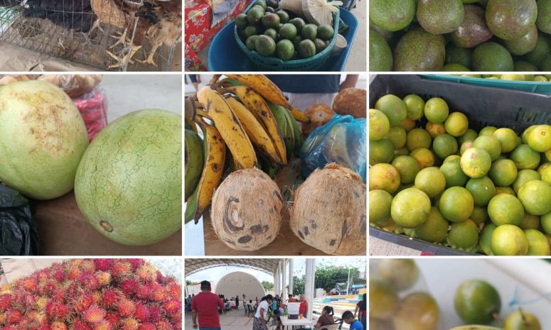Gran tianguis campesino en la frontera México-Guatemala de Sembrando Vida