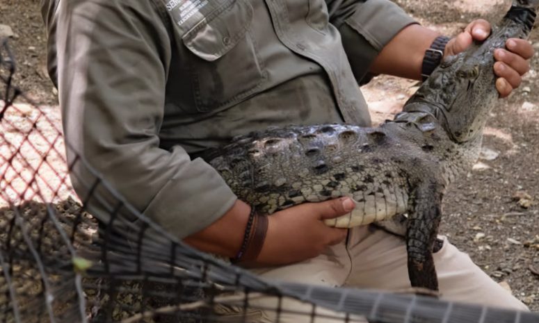 Profepa libera 13 cocodrilos de río en el Cañón del Sumidero
