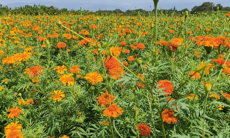 Sequía y lluvias retrasan floración del cempasúchil en Chiapa de Corzo