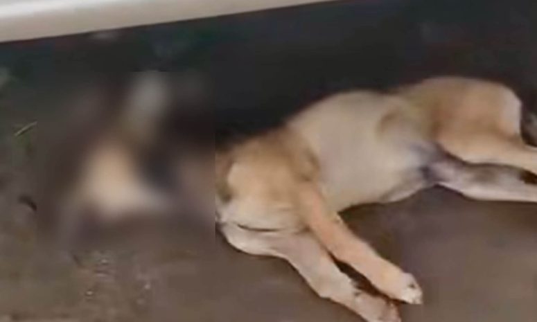 Mas de 25 perros muertos en Chiapas; vecinos exigen investigar los hechos